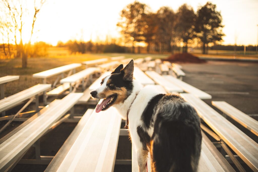 Pet photography session in Melbourne