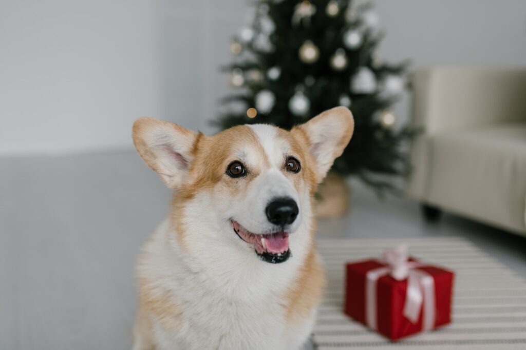 Pet photography session in Melbourne