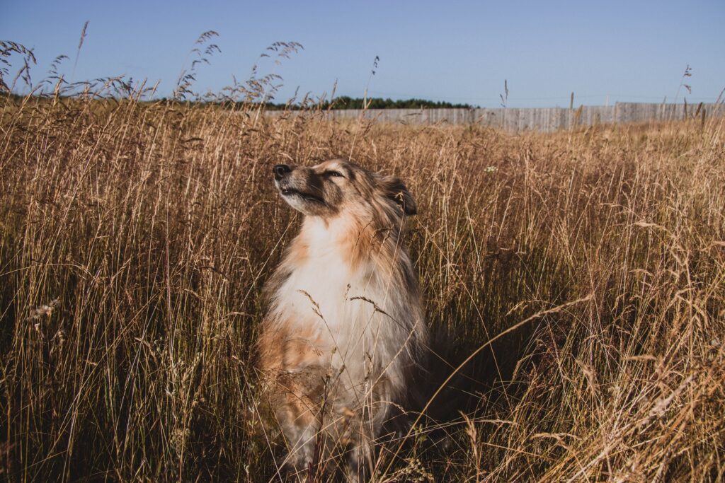 Pet photography session in Melbourne