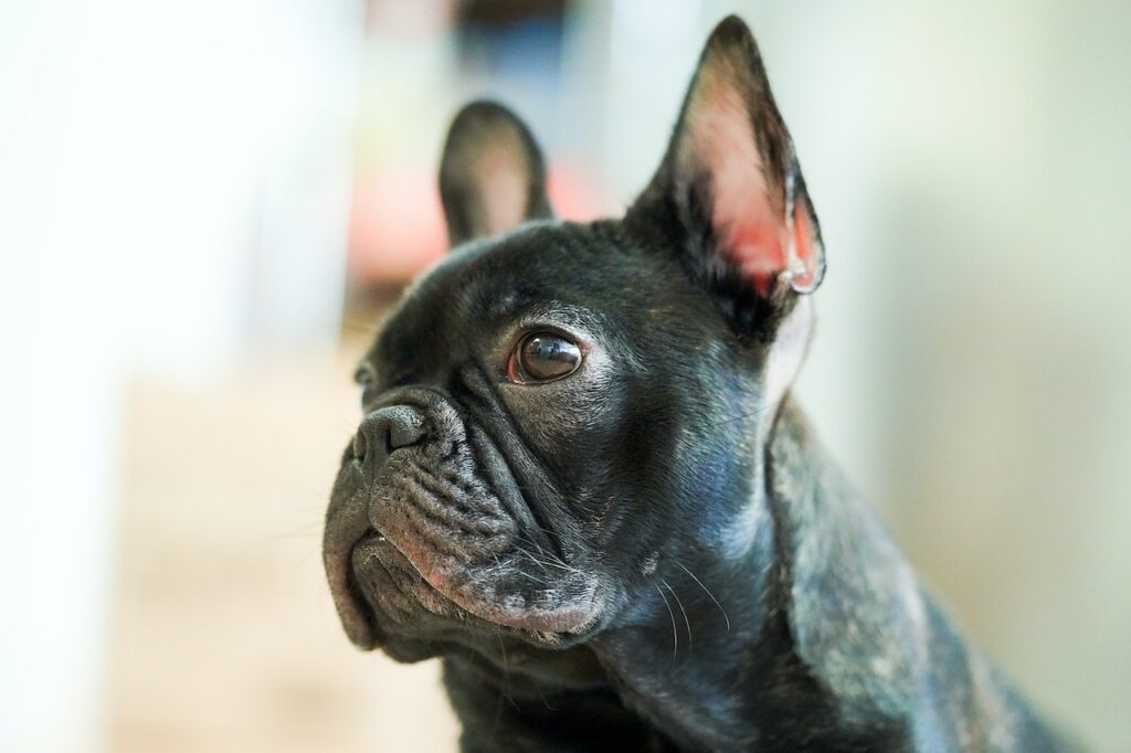 Pet photography session in Melbourne